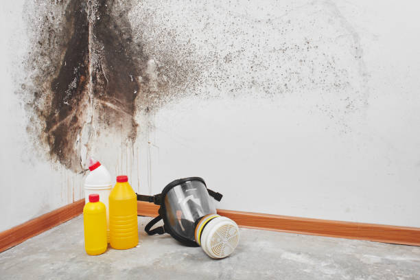 Best Preventive Mold Services in Waterville, OH