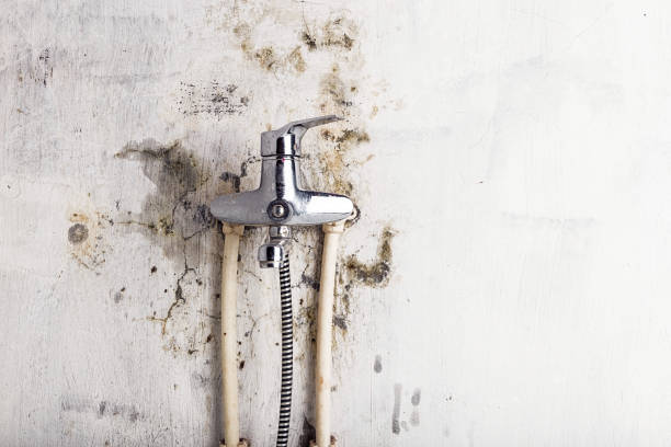 Best Bathroom Mold Remediation in Waterville, OH
