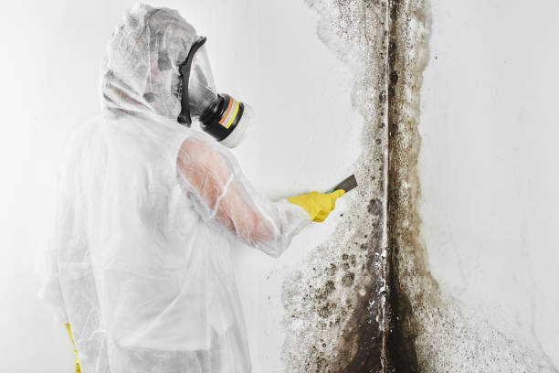 Best Commercial Mold Remediation in Waterville, OH