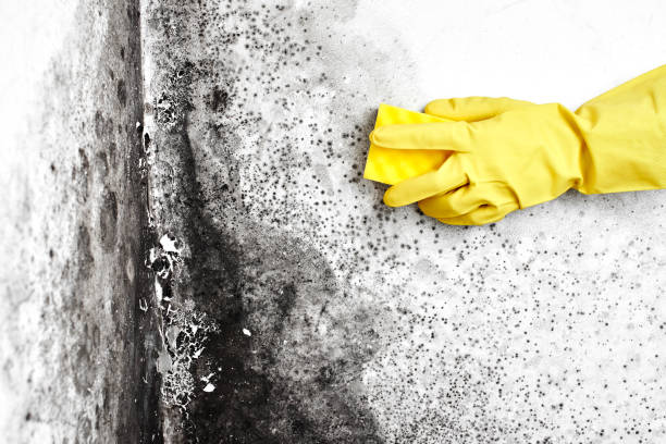 Best Insurance-Related Mold Remediation in Waterville, OH