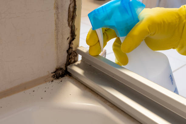 Best Post-Flood Mold Remediation in Waterville, OH
