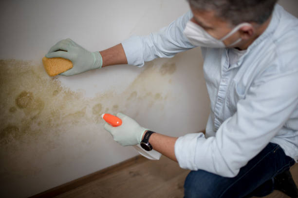 Best Black Mold Remediation in Waterville, OH