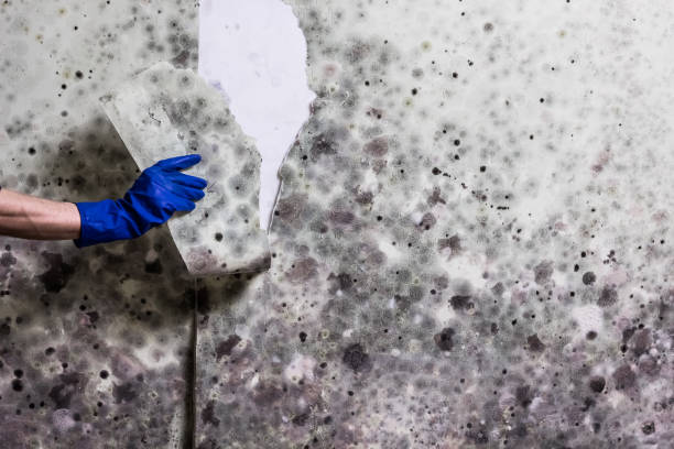 Best Crawl Space Mold Remediation in Waterville, OH